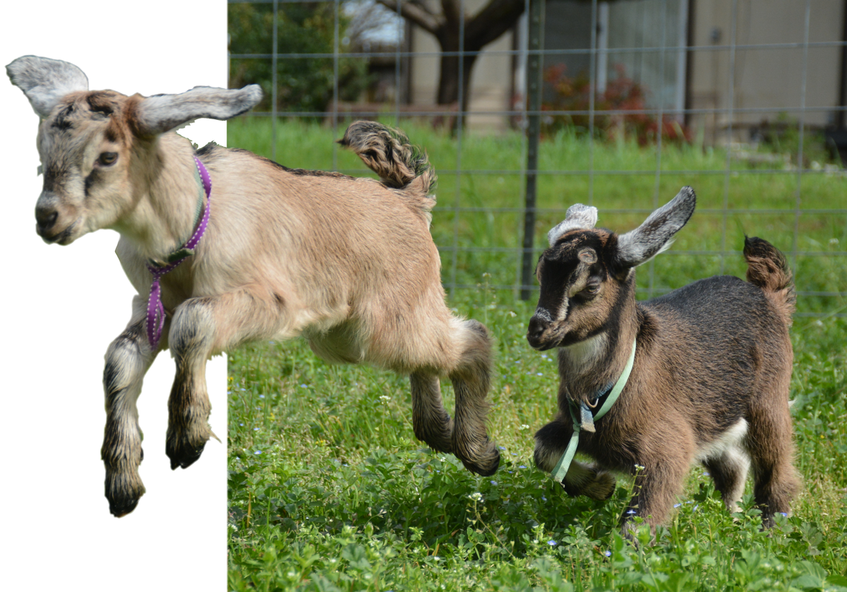 Goat jumping
