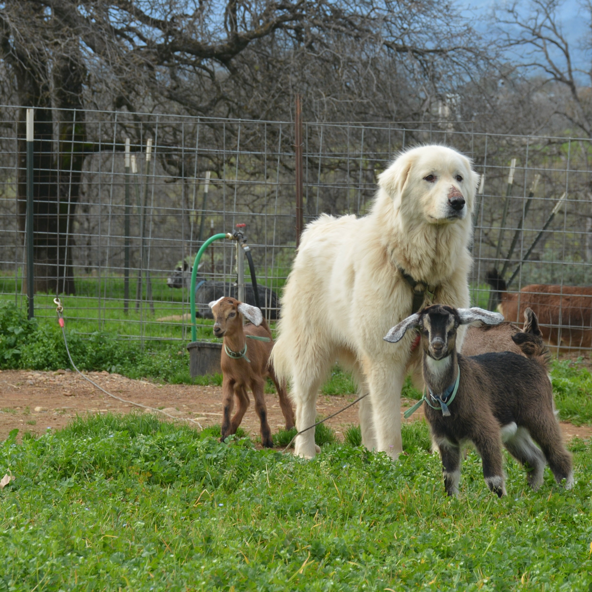 Livestock guardian dog